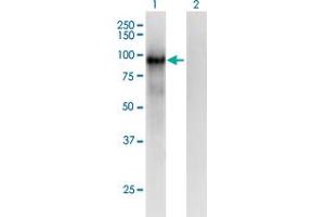 Western Blot analysis of PCDHB6 expression in transfected 293T cell line by PCDHB6 monoclonal antibody (M01), clone 2G11. (PCDHB6 抗体  (AA 118-217))