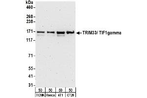 Western Blotting (WB) image for anti-Tripartite Motif Containing 33 (TRIM33) (C-Term) antibody (ABIN7453805) (TRIM33 抗体  (C-Term))