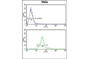 Flow cytometry analysis of Hela cells using GALNT2 Antibody (N-term) Cat. (GALNT2 抗体  (N-Term))