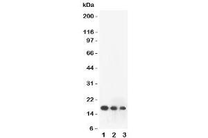 Western blot testing of FGF2 antibody and human recombinant protein: 1) 10ng/lane, 2) 5ng/lane, 3) 2. (FGF2 抗体  (AA 143-288))