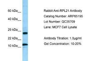Western Blotting (WB) image for anti-Ribosomal Protein L21 (RPL21) (Middle Region) antibody (ABIN971603) (RPL21 抗体  (Middle Region))