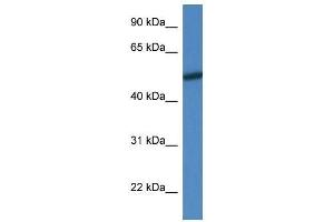 Western Blot showing Mapk10 antibody used at a concentration of 1. (MAPK10 抗体  (N-Term))