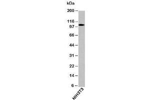 Western blot testing of mouse samples with LSD1 / KDM1 antibody at 0. (LSD1 抗体  (N-Term))