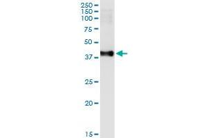 Immunoprecipitation of MAD2L1BP transfected lysate using anti-MAD2L1BP MaxPab rabbit polyclonal antibody and Protein A Magnetic Bead , and immunoblotted with MAD2L1BP purified MaxPab mouse polyclonal antibody (B02P) . (MAD2L1BP 抗体  (AA 1-306))