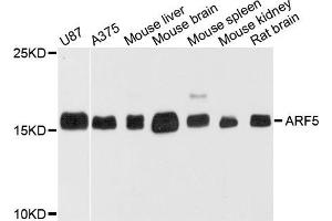 Western blot analysis of extract of various cells, using ARF5 antibody. (ARF5 抗体)