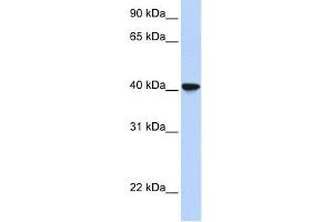 SIGLEC6 antibody used at 1 ug/ml to detect target protein. (SIGLEC6 抗体  (Middle Region))