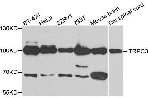 Western blot analysis of extracts of various cell lines, using TRPC3 antibody (ABIN5995383) at 1/500 dilution. (TRPC3 抗体)