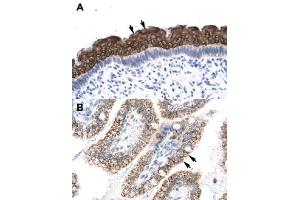Immunohistochemical staining (Formalin-fixed paraffin-embedded sections) of human spermatophore (A) and human intestine (B) with AEBP1 polyclonal antibody  at 4-8 ug/mL working concentration. (AEBP1 抗体  (N-Term))