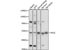 Western blot analysis of extracts of various cell lines, using PROZ antibody (ABIN7269713) at 1:1000 dilution. (PROZ 抗体  (AA 220-340))