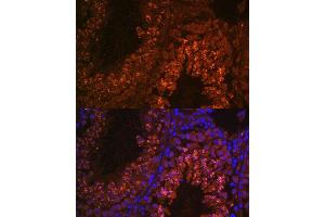 Immunofluorescence analysis of mouse testis using UBQLN3 antibody (ABIN7271123) at dilution of 1:100. (Ubiquilin 3 抗体  (AA 306-620))