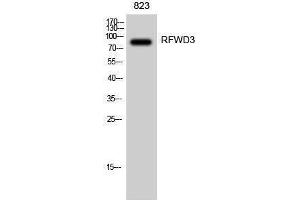 Western Blotting (WB) image for anti-Ring Finger and WD Repeat Domain 3 (RFWD3) (Internal Region) antibody (ABIN3186742) (RFWD3 抗体  (Internal Region))