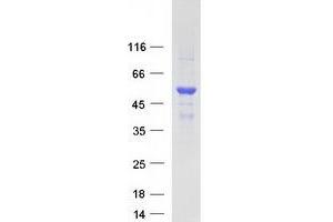 Western Blotting (WB) image for ERGIC and Golgi 3 (ERGIC3) (Transcript Variant 2) protein (Myc-DYKDDDDK Tag) (ABIN2720473)
