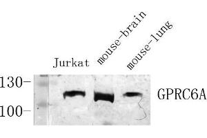Western Blot (WB) analysis of specific cells using Antibody diluted at 1:1000. (GPRC6A 抗体  (Internal Region))