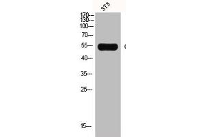 Western Blot analysis of NIH-3T3 cells using GCK Polyclonal Antibody (GCK 抗体  (N-Term))