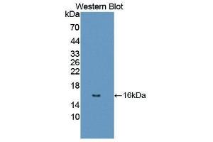 Western Blotting (WB) image for anti-Dopamine Receptor D1 (DRD1) (AA 338-446) antibody (ABIN1867630) (Dopamine Receptor d1 抗体  (AA 338-446))