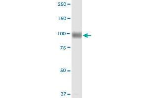 MME MaxPab rabbit polyclonal antibody. (MME 抗体  (AA 1-750))