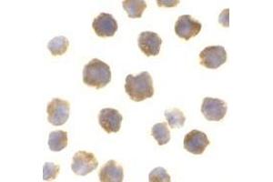 Immunofluorescence (IF) image for anti-B-Cell CLL/lymphoma 2 (BCL2) (Intermediate Domain) antibody (ABIN499429)