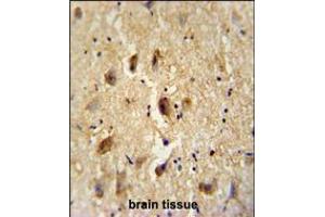 VITRN antibody immunohistochemistry analysis in formalin fixed and paraffin embedded human brain tissue followed by peroxidase conjugation of the secondary antibody and DAB staining. (Vitrin 抗体  (C-Term))