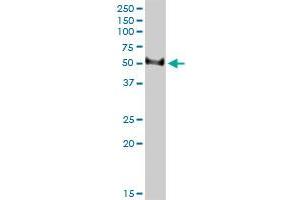 TFB2M monoclonal antibody (M01), clone 2E10. (TFB2M 抗体  (AA 297-396))