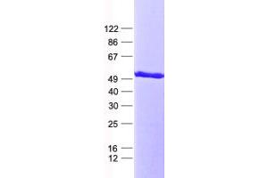 Western Blotting (WB) image for RNA Binding Motif, Single Stranded Interacting Protein 1 (RBMS1) protein (His tag) (ABIN2730629)