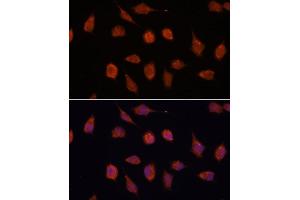 Immunofluorescence analysis of L929 cells using KCN antibody (ABIN7269481) at dilution of 1:100. (KCNAB2 抗体  (AA 1-40))