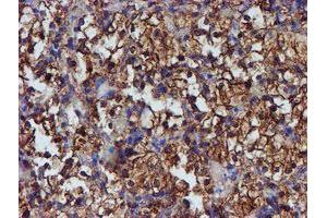 Image no. 10 for anti-Protein Disulfide Isomerase Family A, Member 4 (PDIA4) antibody (ABIN1500110) (PDIA4 抗体)