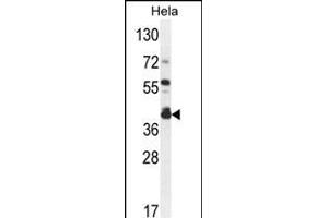 DEGS2 Antibody (C-term) (ABIN654539 and ABIN2844256) western blot analysis in Hela cell line lysates (35 μg/lane). (DEGS2 抗体  (C-Term))