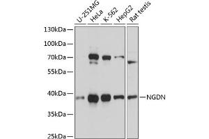 Western blot analysis of extracts of various cell lines, using NGDN antibody  at 1:3000 dilution. (NGDN 抗体  (AA 61-209))