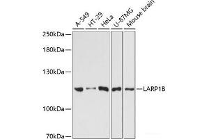 Western blot analysis of extracts of various cell lines using LARP1B Polyclonal Antibody at dilution of 1:3000. (LARP1B 抗体)
