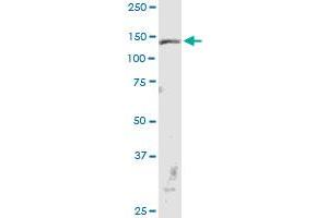 Western Blotting (WB) image for anti-CCAAT/enhancer Binding Protein (C/EBP), zeta (CEBPZ) (AA 1-1054) antibody (ABIN523531)