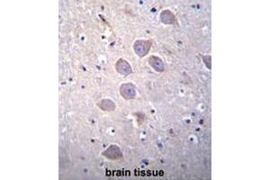 PCDHA5 Antibody (Center) immunohistochemistry analysis in formalin fixed and paraffin embedded human brain tissue followed by peroxidase conjugation of the secondary antibody and DAB staining. (PCDHA5 抗体  (Middle Region))