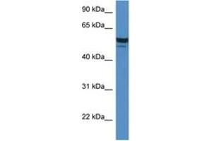 Image no. 1 for anti-Serum Deprivation Response (SDPR) (AA 80-129) antibody (ABIN6746320) (SDPR 抗体  (AA 80-129))
