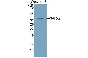 Western blot analysis of recombinant Mouse ISR. (Insulin Receptor 抗体  (AA 1101-1372))