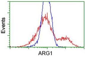 HEK293T cells transfected with either RC204649 overexpress plasmid (Red) or empty vector control plasmid (Blue) were immunostained by anti-ARG1 antibody (ABIN2454233), and then analyzed by flow cytometry. (Liver Arginase 抗体)