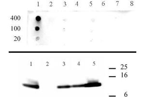 Histone H4 acetyl Lys5 antibody specificity data. (Histone H4 抗体  (acLys5))