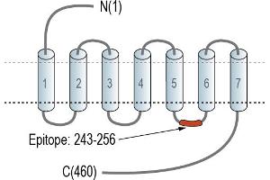 anti-5-Hydroxytryptamine (serotonin) Receptor 2C (HTR2C) (AA 243-256), (Extracellular), (N-Term) antibody