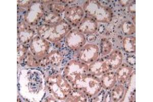 IHC-P analysis of Human Kidney Tissue, with DAB staining. (MAT2A 抗体  (AA 176-395))