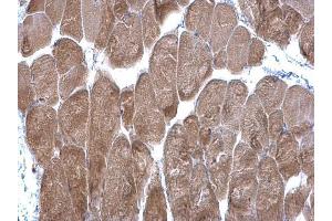 IHC-P Image DPP3 antibody [N2C1], Internal detects DPP3 protein at cytoplasm on mouse muscle by immunohistochemical analysis. (DPP3 抗体)