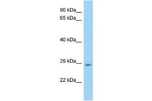 WB Suggested Anti-Hes6 Antibody Titration: 1. (HES6 抗体  (Middle Region))