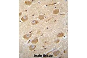 CNGA4 Antibody (N-term) immunohistochemistry analysis in formalin fixed and paraffin embedded human brain tissue followed by peroxidase conjugation of the secondary antibody and DAB staining. (CNGA4 抗体  (N-Term))