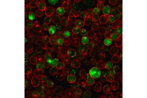 Immunofluorescence staining of MOLT-4 cells using MSH2 Mouse Monoclonal Antibody (MSH2/2622) followed by goat anti-mouse IgG conjugated to CF488 (green). (MSH2 抗体  (AA 327-427))