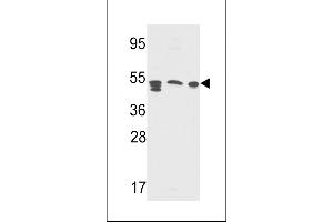 Western blot analysis of S Antibody (Center ) (Cat. (APCS 抗体  (AA 285-314))