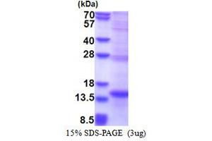 SDS-PAGE (SDS) image for Natural Cytotoxicity Triggering Receptor 2 (NCR2) (AA 19-130) protein (His tag) (ABIN5853466) (NKp44/NCR2 Protein (AA 19-130) (His tag))