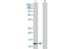 Western Blot analysis of BOLA1 expression in transfected 293T cell line by BOLA1 MaxPab polyclonal antibody. (BOLA1 抗体  (AA 1-137))
