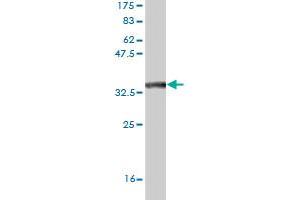 Western Blot detection against Immunogen (35. (CSDA 抗体  (AA 241-330))