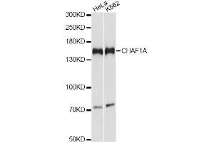Western blot analysis of extracts of various cell lines, using CHAF1A antibody. (CHAF1A 抗体)