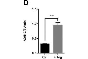 Arg supplementation activates ethanol degradation pathways in HepG2 cells.