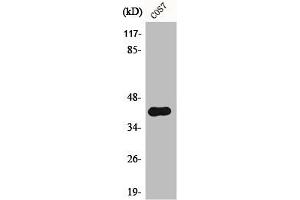 Western Blot analysis of COS7 cells using Phospho-Crk II (Y221) Polyclonal Antibody (Crk 抗体  (pTyr221))