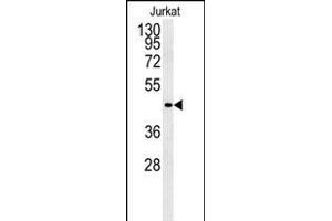 Western blot analysis of FFAR3 Antibody (C-term) (ABIN651415 and ABIN2840225) in Jurkat cell line lysates (35 μg/lane). (FFAR3 抗体  (C-Term))