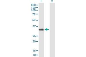 Western Blot analysis of FCRLB expression in transfected 293T cell line by FCRLB MaxPab polyclonal antibody. (FCRLB 抗体  (AA 1-312))